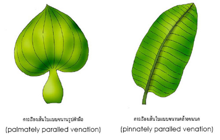 parallel venation