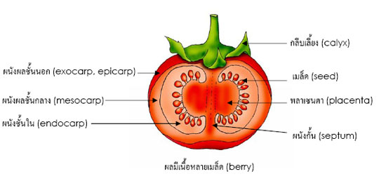 berry