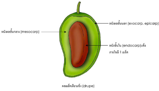 drupe