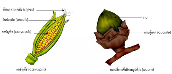 caryopsis and acorn