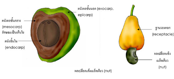 nut