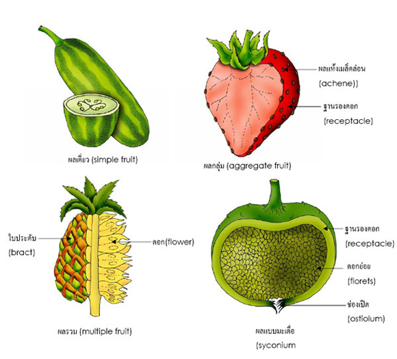 fruits