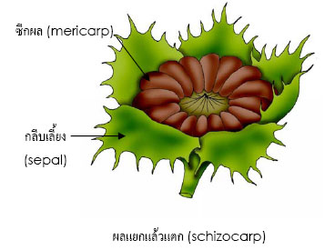 schizocarp
