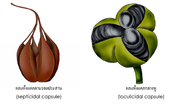 septicidal and loculicidal capsules
