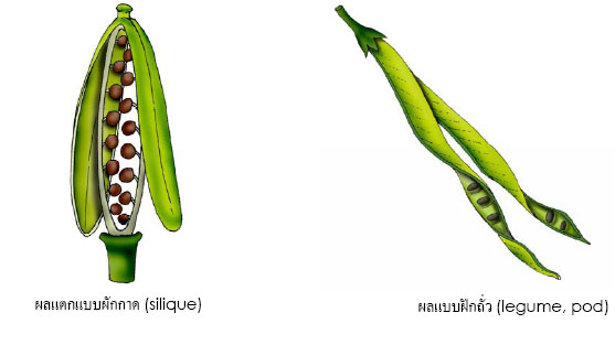 silique and legume