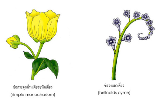 inflorescences