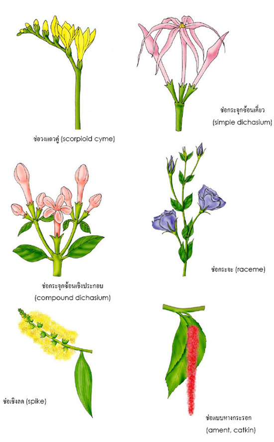 inflorescences