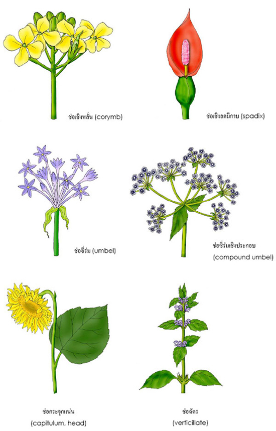 inflorescences