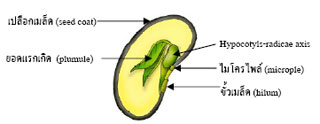 germination1