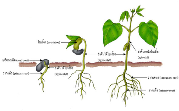 germination2