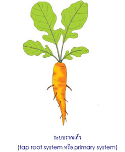tap root