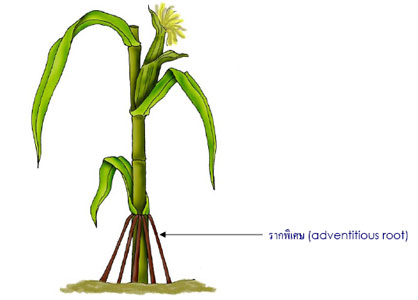 adventitious root