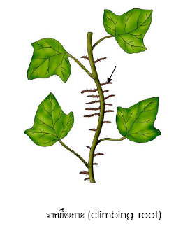climbing root