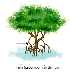 prop root