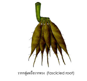storage root