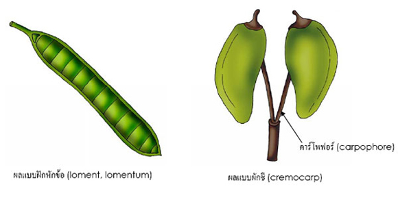 loment and cremocarp
