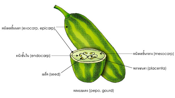 pepo
